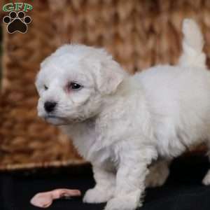 Tiny-Holly, Bichon Frise Puppy